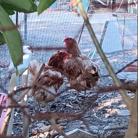 άθοσ Сasa de vacaciones