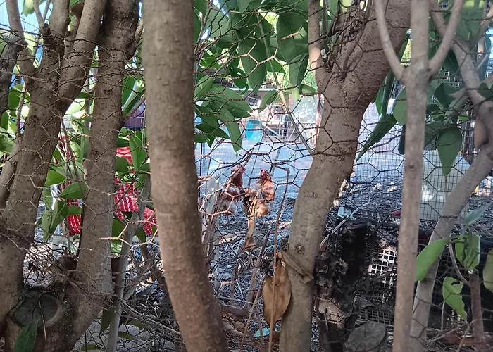 άθοσ Casa de Férias *